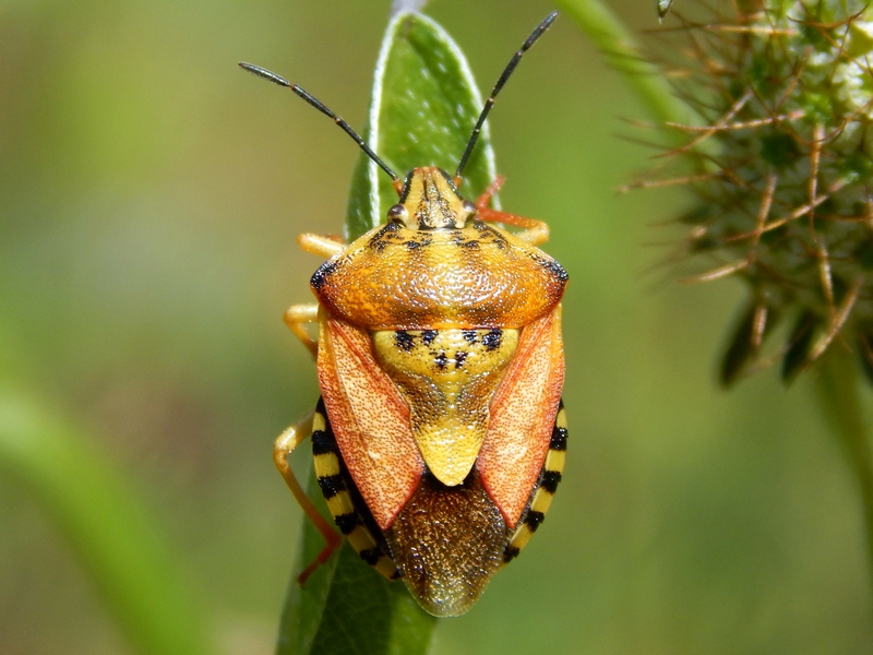 Carpocoris mediterraneus? No, C. pudicus
